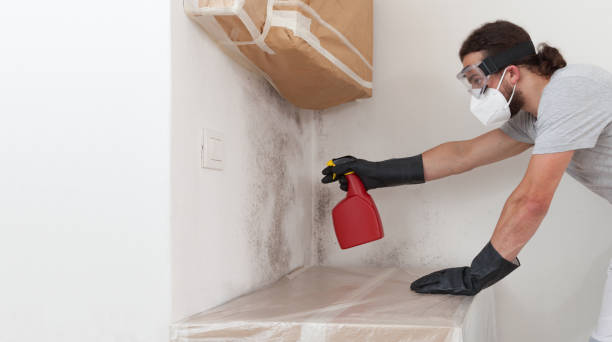 Professional Black Mold Remediation technician working in Lake Ann, MI