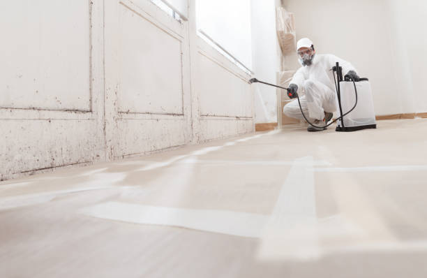 24/7 Emergency Black Mold Remediation experts in Lake Ann, MI