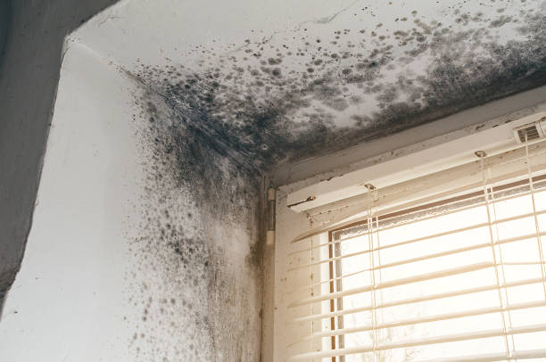Affordable Black Mold Remediation solutions in Lake Ann, MI